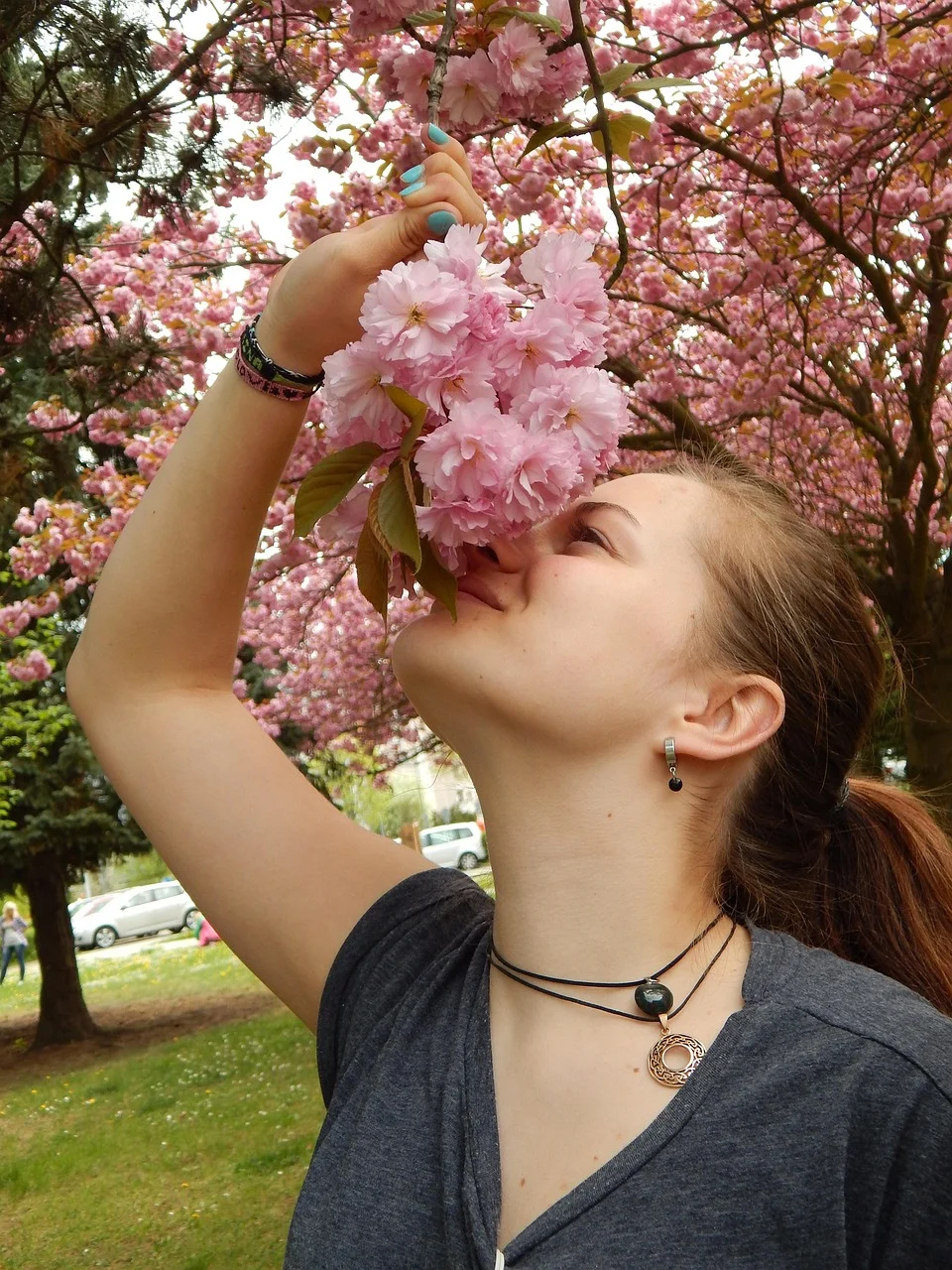 cherry blossom, flavor, flowers, branch