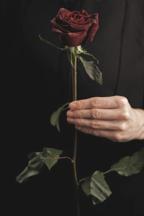 rose, flower, valentine's day, hand