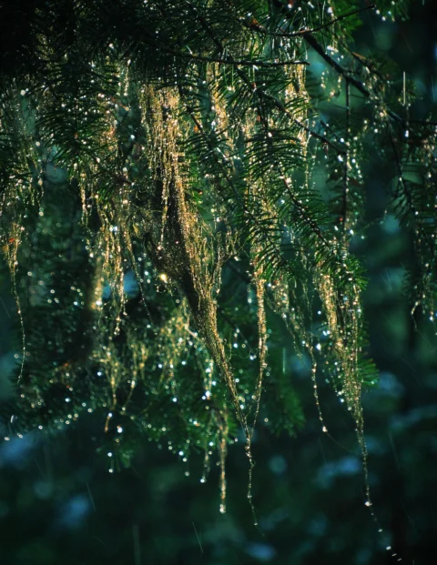 tree, nature, old mans beard, usnea