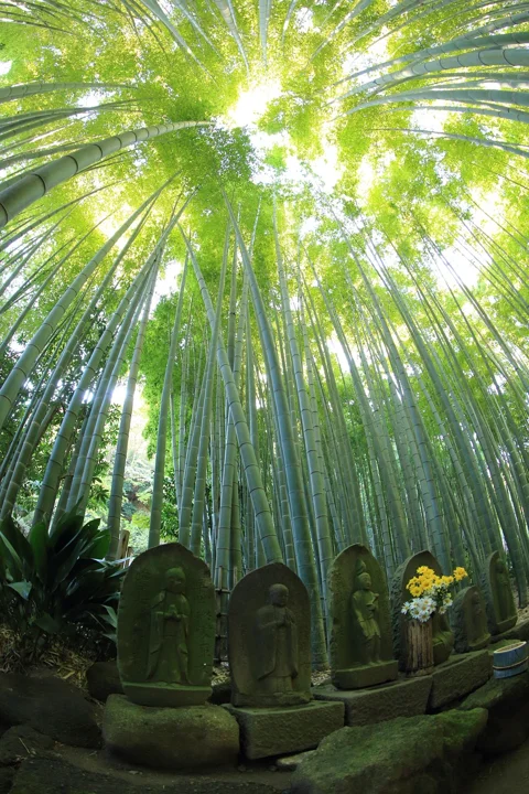 삶, 영감, 슬픔, 밝음
