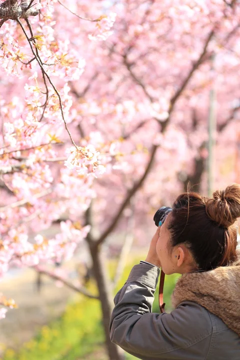 花, 白色, 花瓣, 绽放