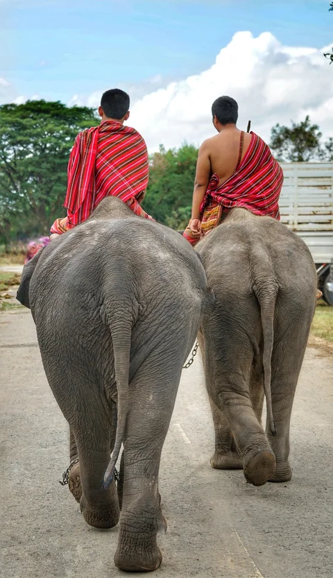 thai, elephants, going, home