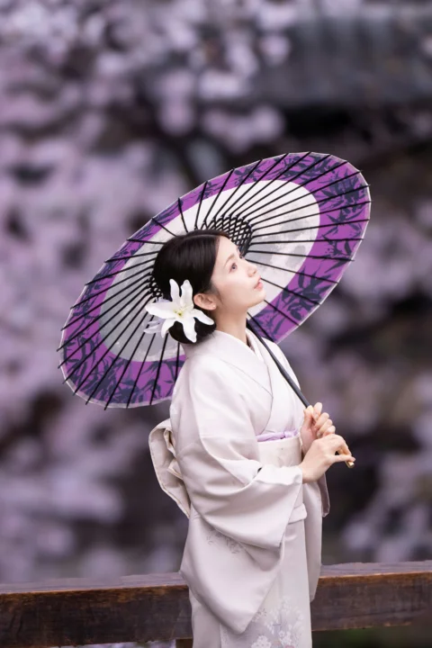 Woman in kimono with purple umbrella under cherry blossoms