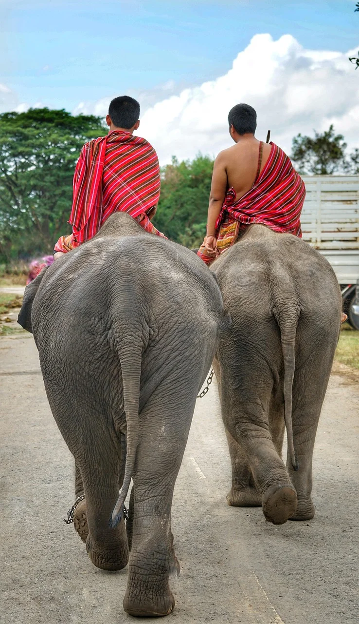 thai, elephants, going, home