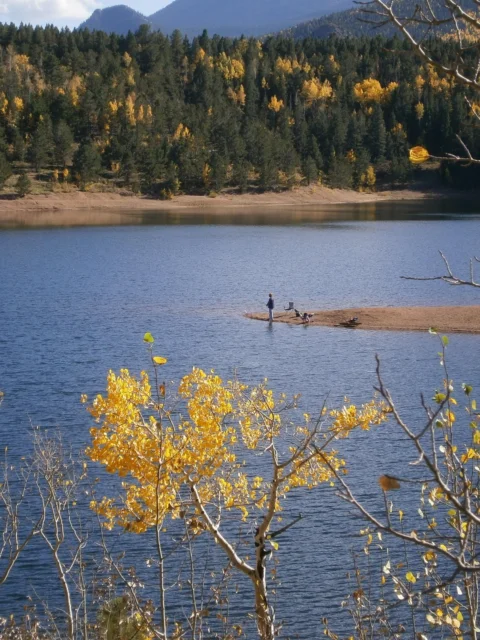 fishing, lake, trees, forest