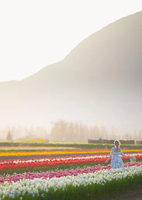 sunrise, lavender, flower, spring